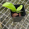 Phal. kunstleri