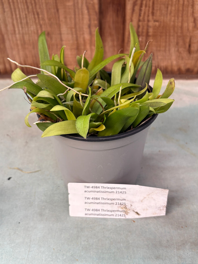 Compot— Thrixspermum acuminatissimum