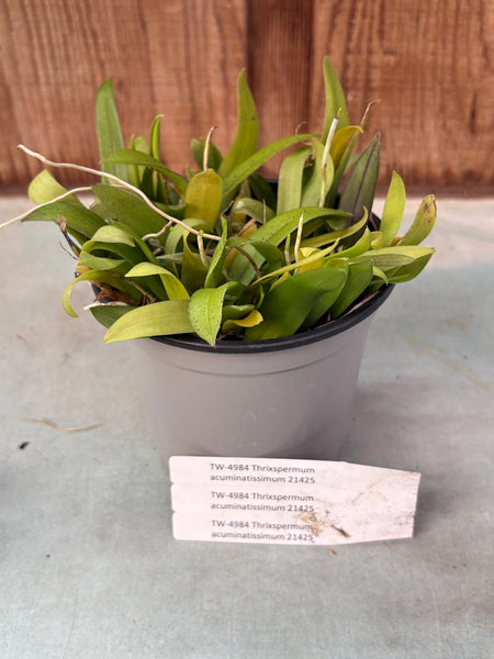 Compot— Thrixspermum acuminatissimum