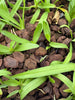 Angraecum comorense Community Tray