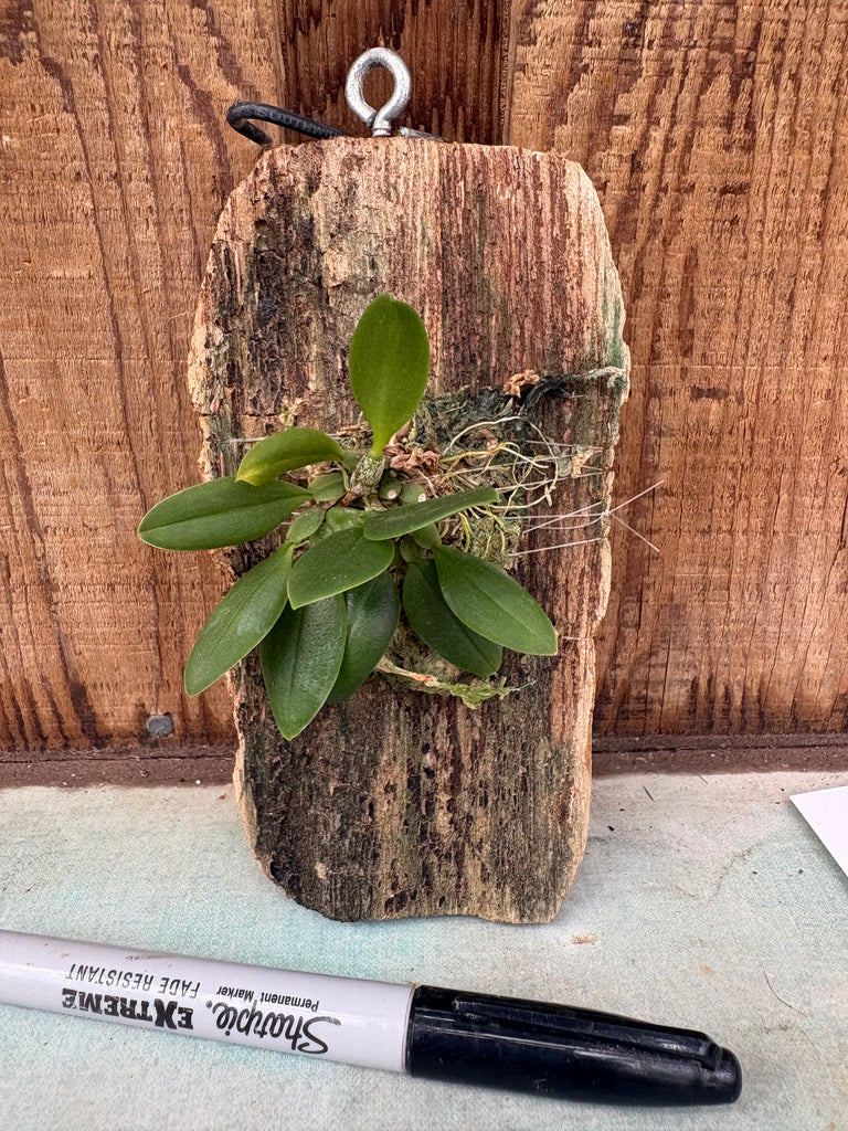 Bulbophyllum contortisepalum (Red) Mounted