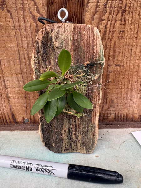 Bulbophyllum contortisepalum (Red) Mounted