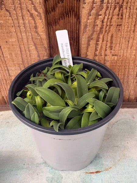 COMPOT Bulbophyllum mandibulare