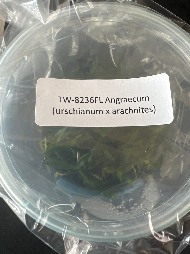 FLASK Angraecum (urschianum x arachnites)
