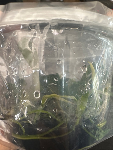 Flask Bulb (virescens x phalaenopsis)