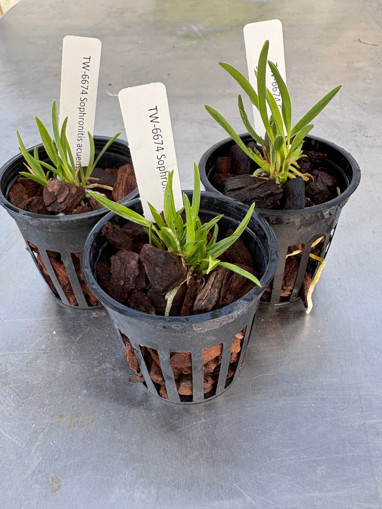 Sophronitis acuensis