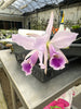 Cattleya jenmanii coerulea