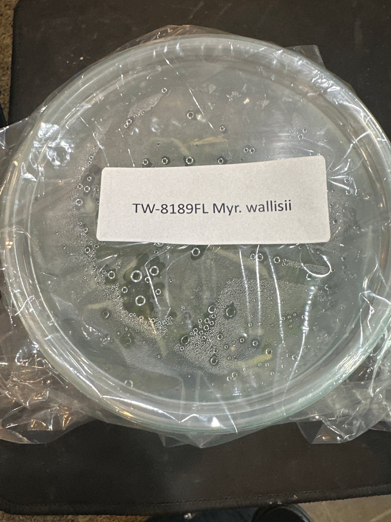 Flask Myr. wallisii