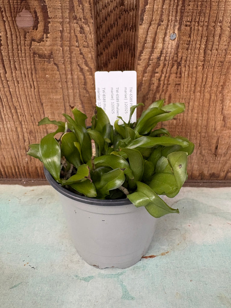 Compot Phalaenopsis (speciosa x mariae)