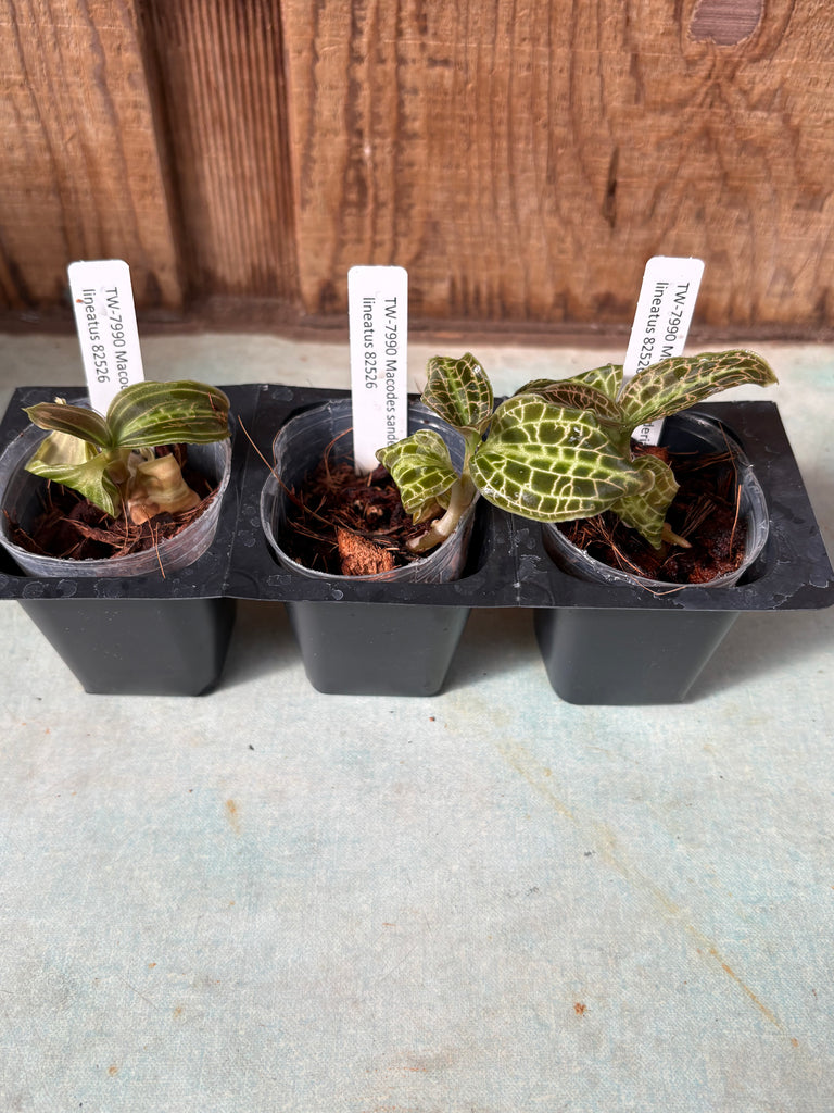 JEWEL ORCHID 3 Pack Macodes sanderiana v. lineatus