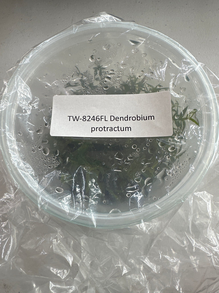 FLASK Dendrobium protractum