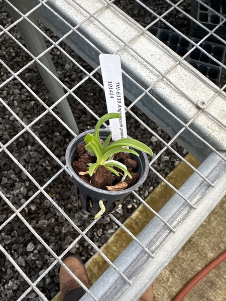 Angraecum praestans