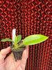 Cattleya intermedia v. orlata coerulea
