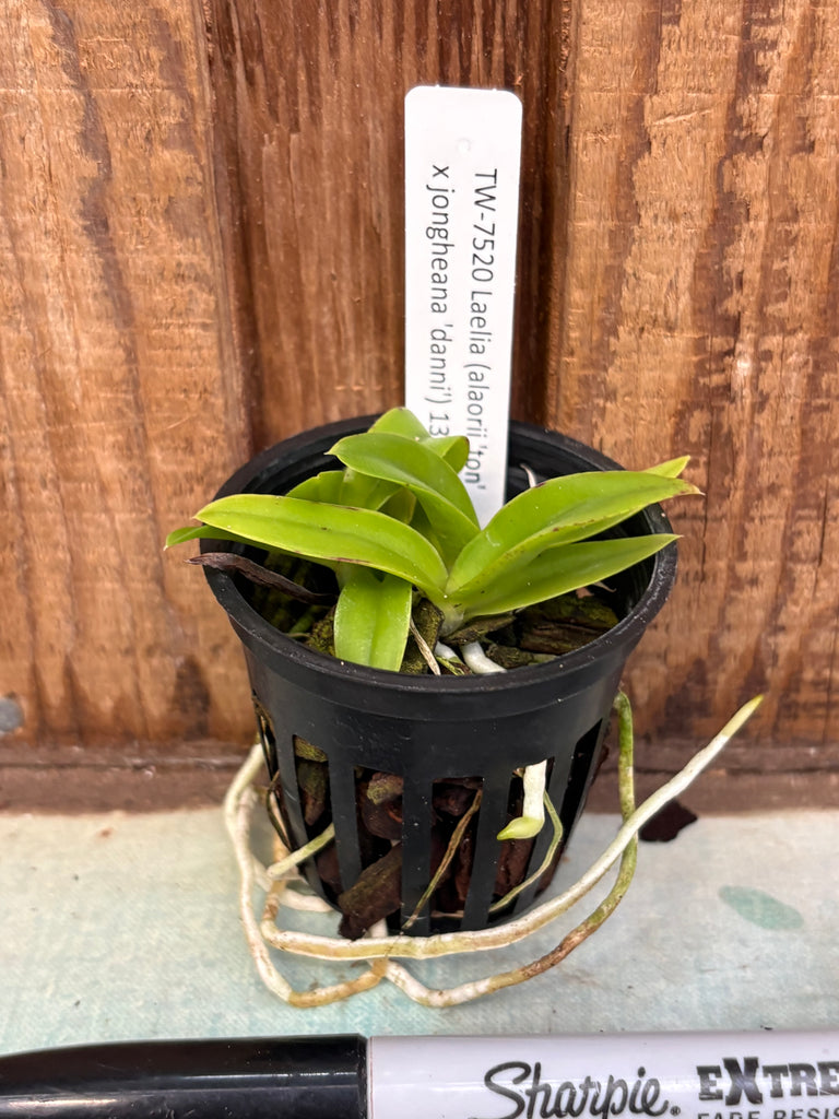 Laelia (alaori x jongheana) – Louisiana Orchid Connection Laelia (alaori x jongheana) – Louisiana Orchid Connection