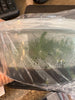 Flask Aeranthes parvula