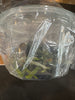 FLASK Phal sanderiana