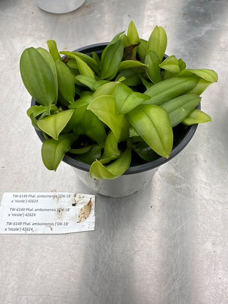 COMPOT—Phal. amboinensis