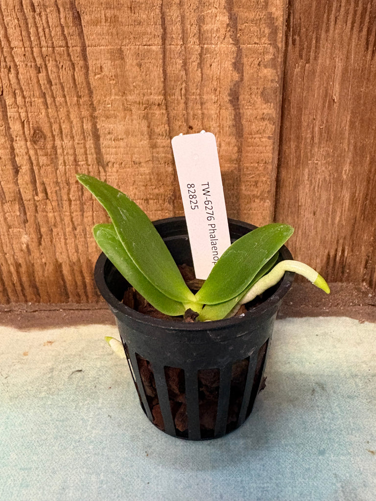 Phalaenopsis  hygrochila