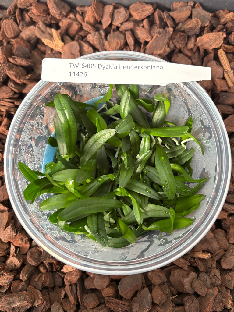 FLASK  Dyakia hendersoniana