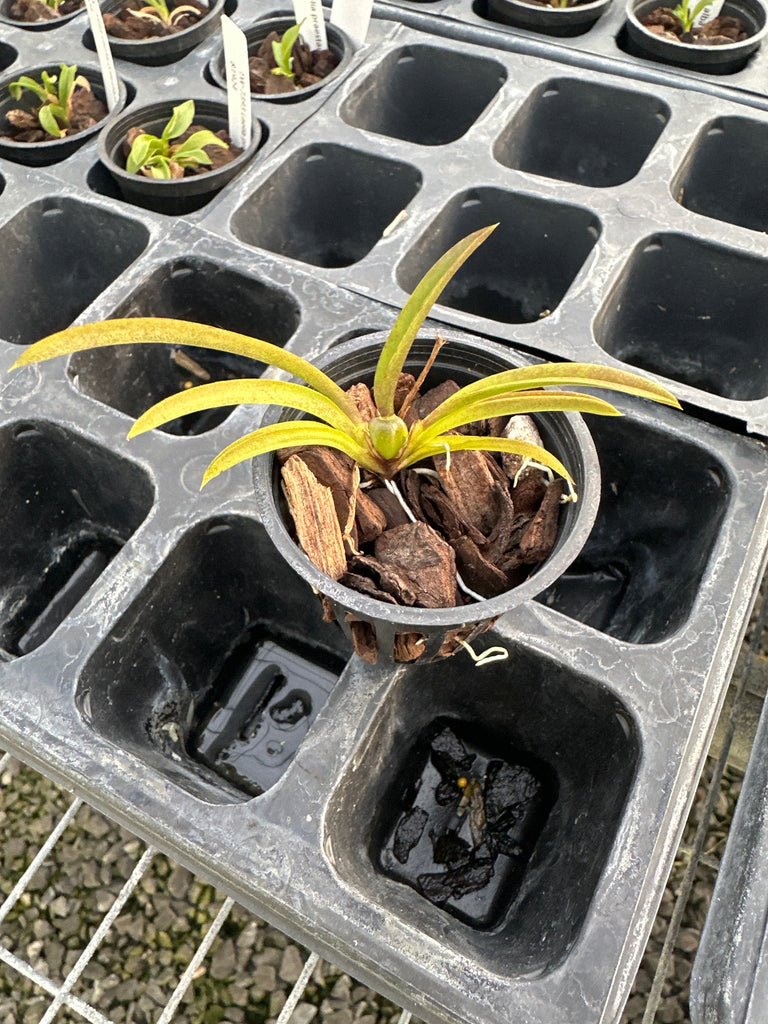 Hispaniella henekenii x Onc macropetalum