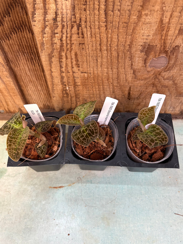 JEWEL ORCHID 3 Pack Dossinia marmorata