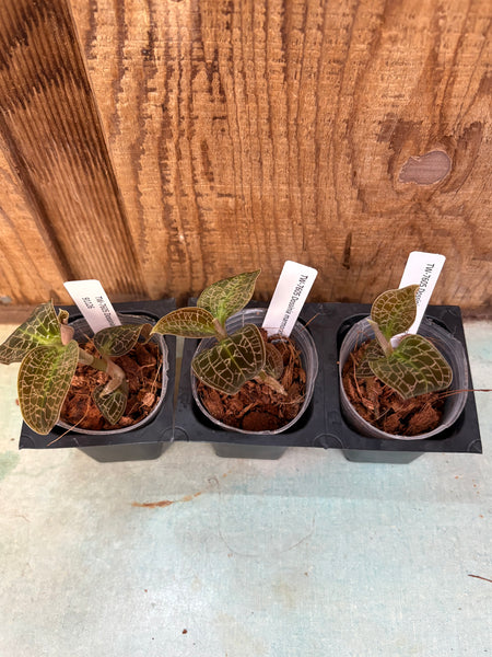 JEWEL ORCHID 3 Pack Dossinia marmorata