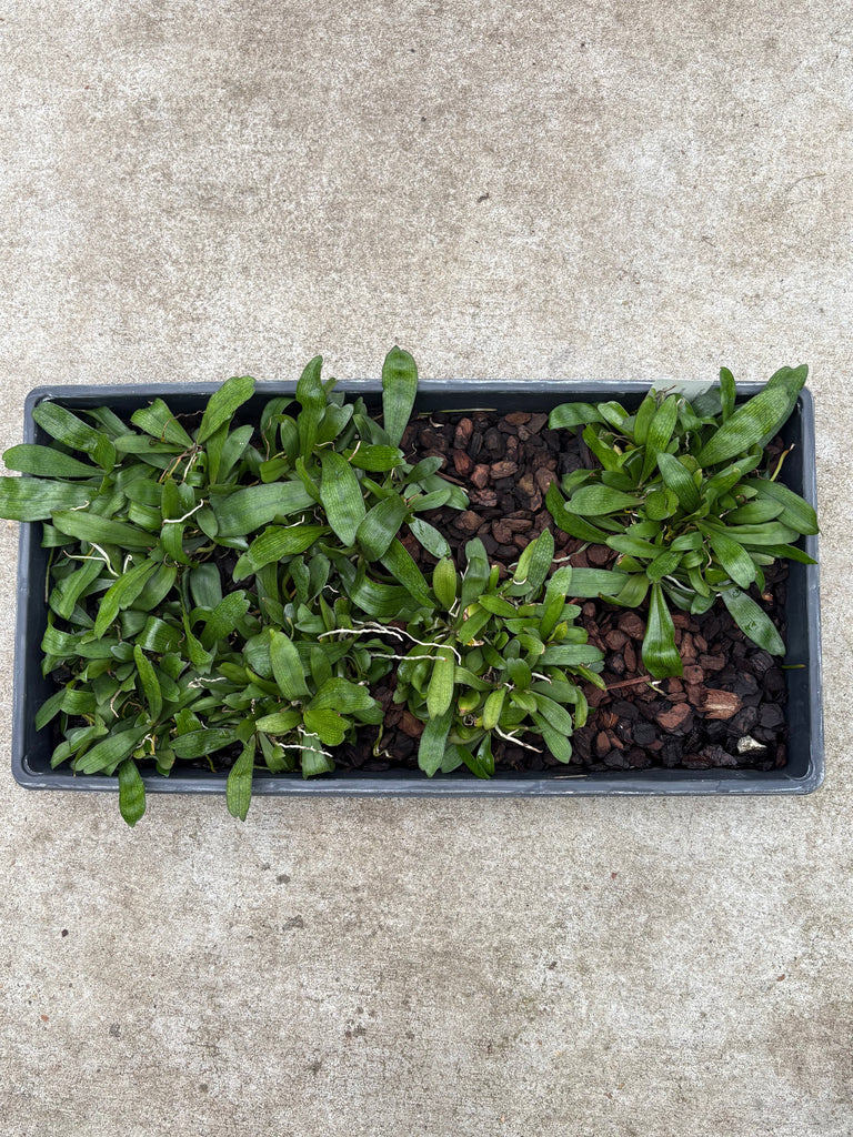 Aerangis biloba-Community Tray