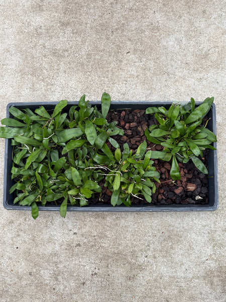 Aerangis biloba-Community Tray