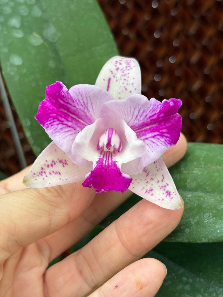 Cattleya Monte Elegante “New Port”