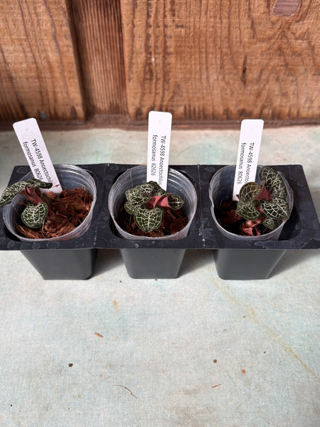 JEWEL ORCHID 3Pack Anoectochilus formosanus polyploid