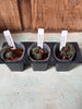 JEWEL ORCHID 3Pack Anoectochilus formosanus polyploid