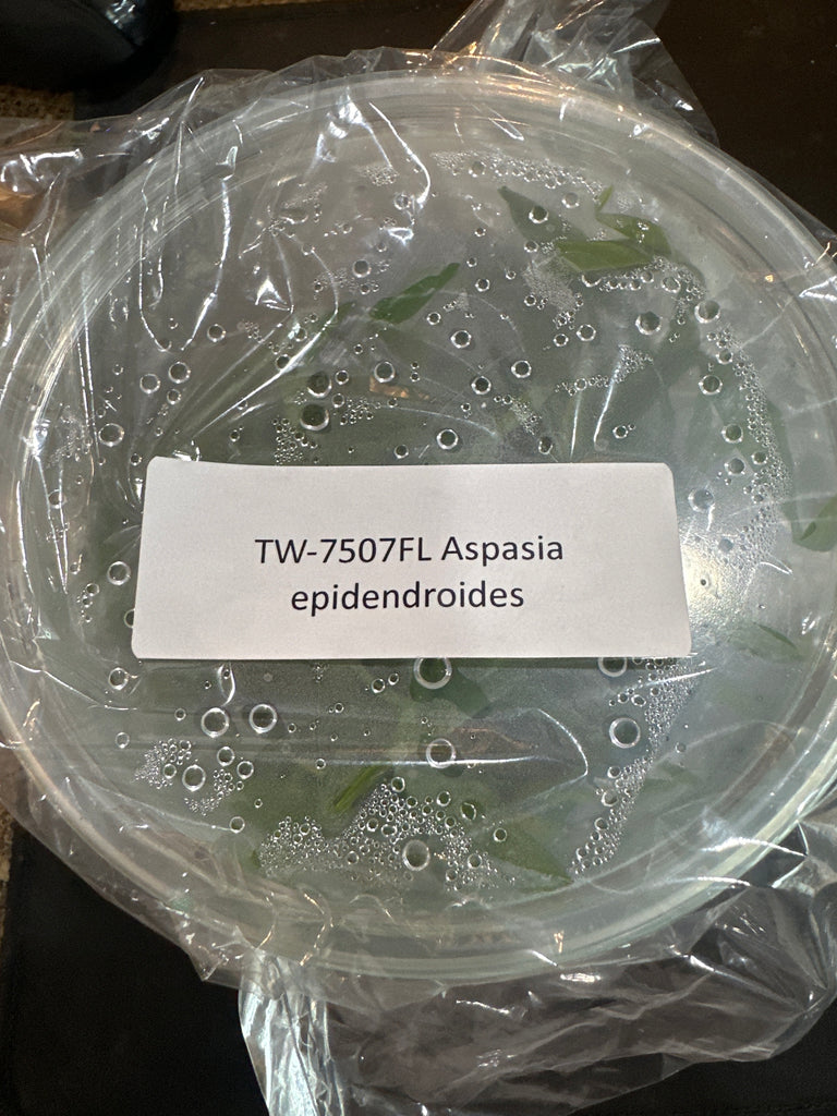 Flask Aspasia epidendroides