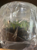 Flask Bulb. phalaenopsis