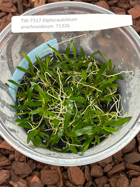 FLASK Diplocaulobium arachnoideum