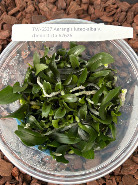 Flask Aerangis luteo-alba v rhodosticta