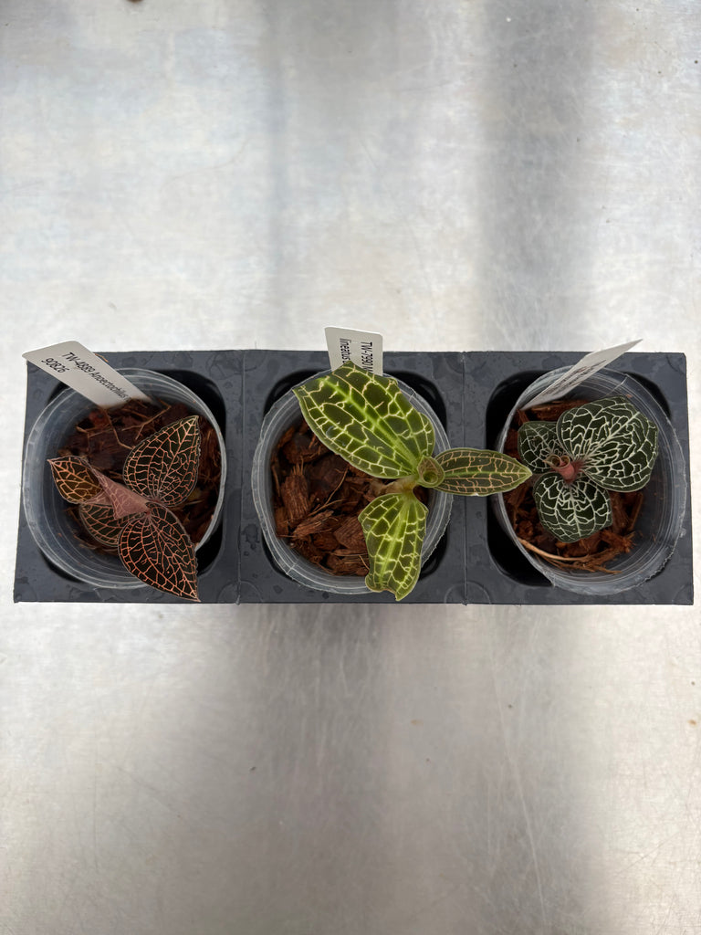 JEWEL ORCHID 3 Pack