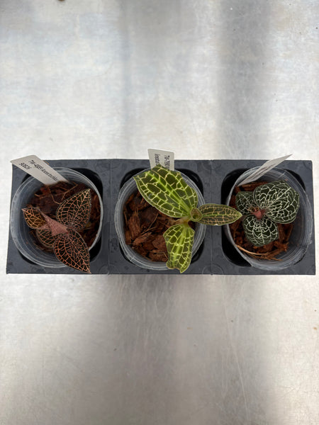JEWEL ORCHID 3 Pack