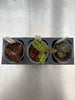 JEWEL ORCHID 3 Pack
