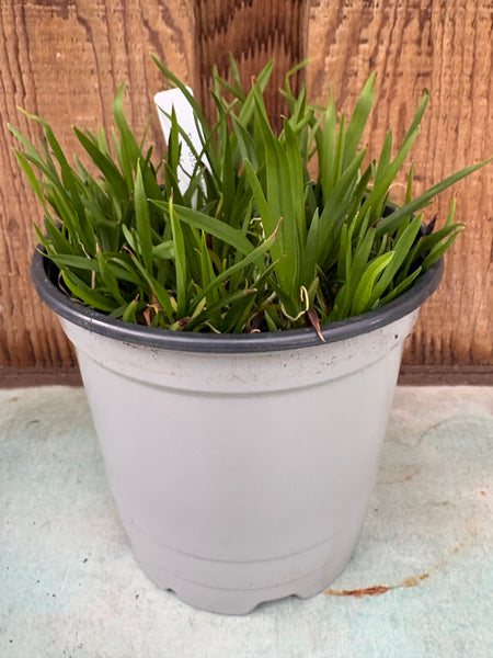 COMPOT Aeranthes ramosus