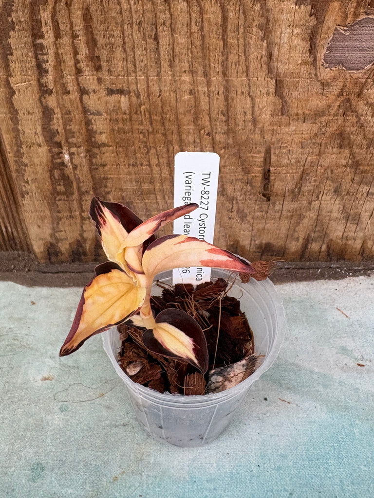 Jewel Orchid Cystorchis javanica (variegated leaves)