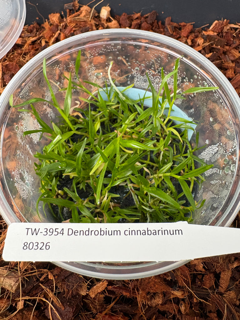 FLASK Dendrobium cinnabarinum