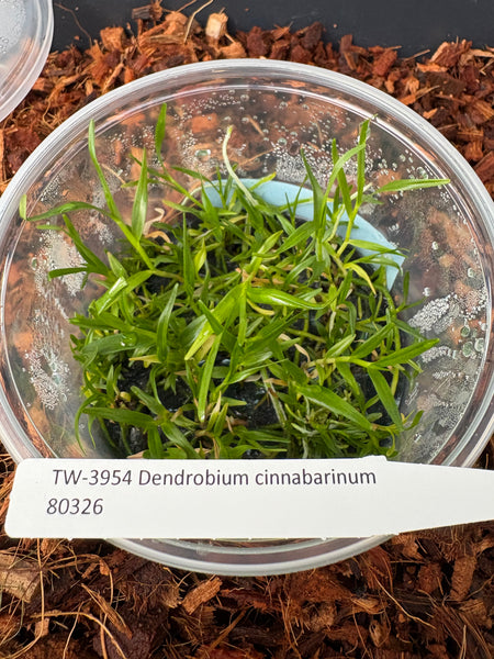 FLASK Dendrobium cinnabarinum