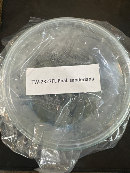 FLASK Phal sanderiana