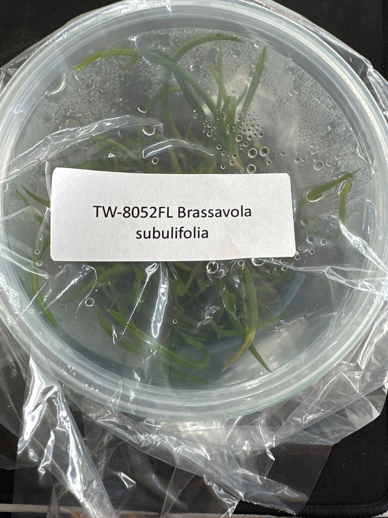Flask Brassavola subulifolia