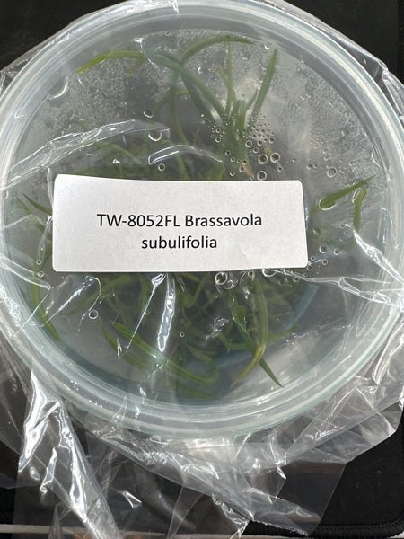 Flask Brassavola subulifolia