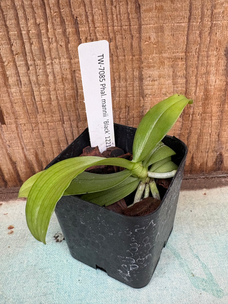 Phalaenopsis mannii  'Black'