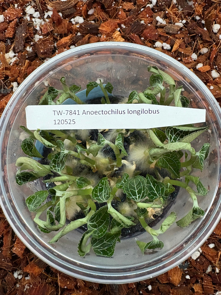 FLASK Anoectochilus longilobus  JEWEL