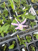 Laelia praestans alba x C. kerrii