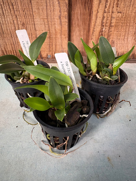 Laelia praestans f. alba x Sophronitis mantiqueriae