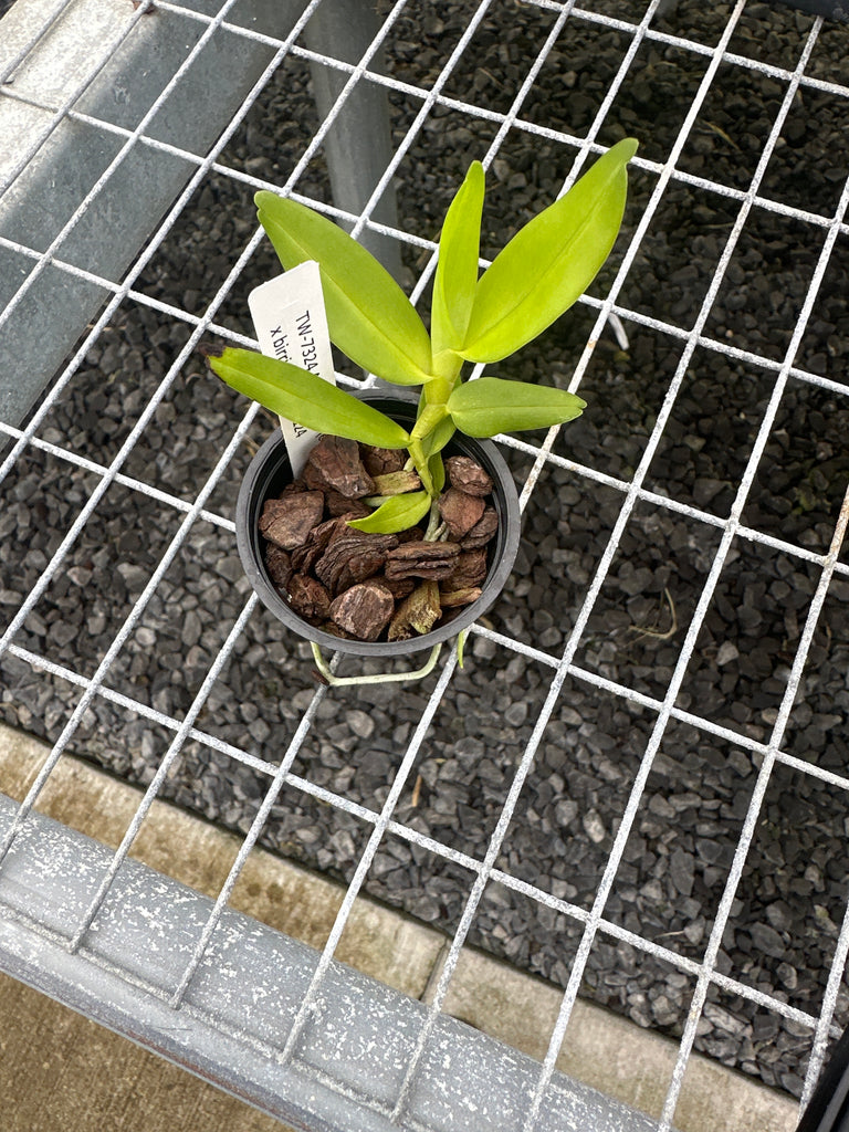 Angraecum (eichlerianum x birrimense)